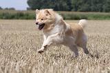 CHIEN FINNOIS DE LAPONIE 715